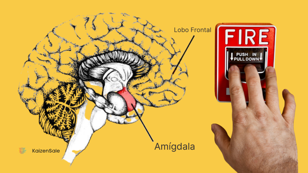 central de alarmes do seu corpo a Amígdala Cerebral.